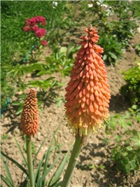179b310b-Tritoma (Kniphofia uvaria).jpg